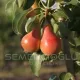 june beauty armut