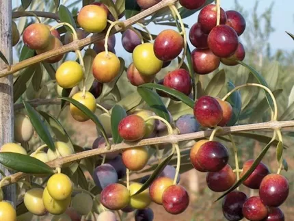 Arbequna Zeytin Fidanı