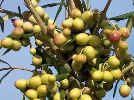 Arbosona Zeytin Fidanı