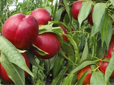 doğal bahçe tasarımı nasıl yapılır