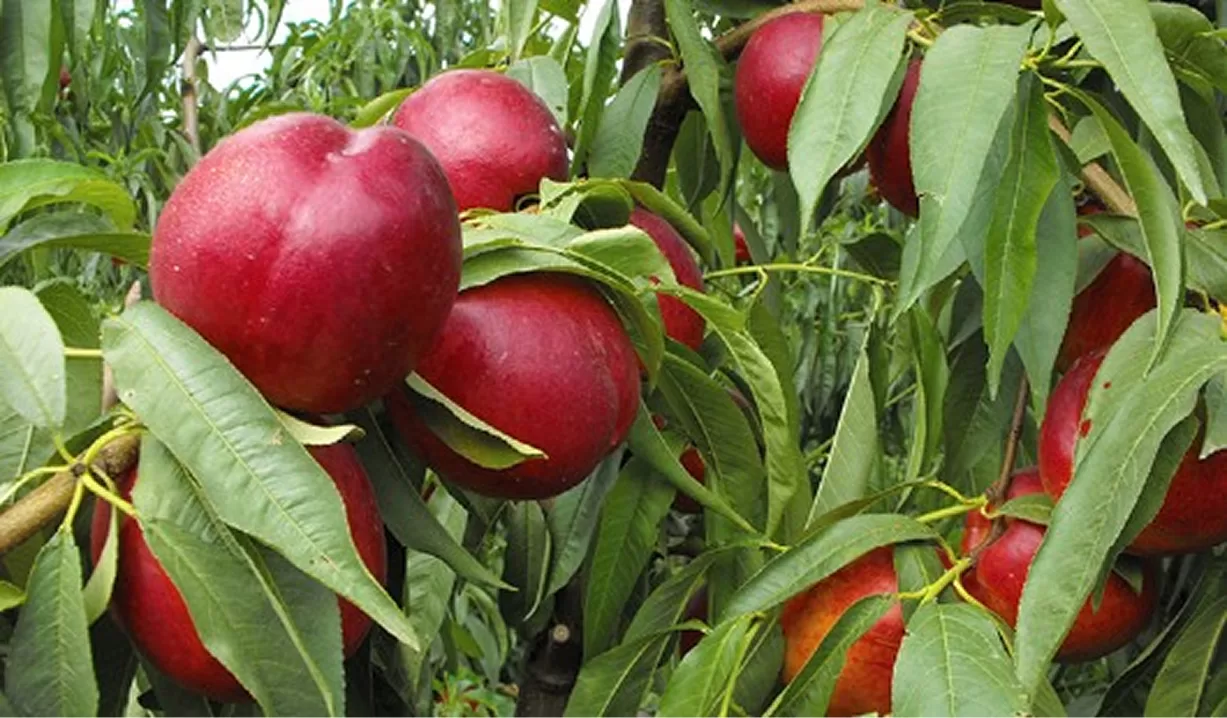 doğal bahçe tasarımı nasıl yapılır