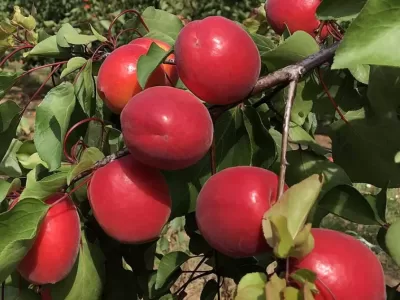 en popüler fidan çeşitleri