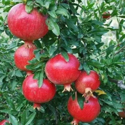 erkenci nar fidanı