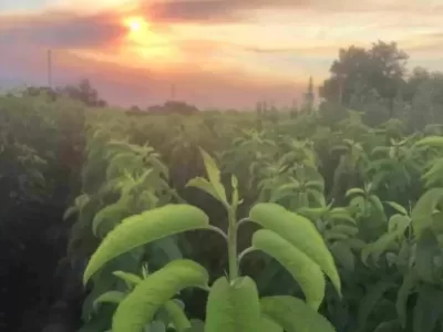fidan bakımı nasıl yapılır