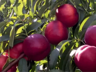 fidancılıkta toprak analizi nasıl yapılır