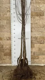 Galaval Elma