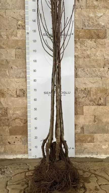 Galaval Elma