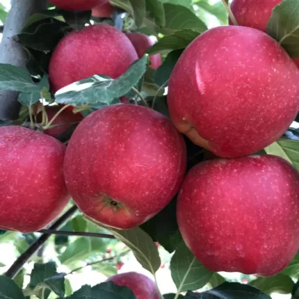 Galaval Elma Fidanı