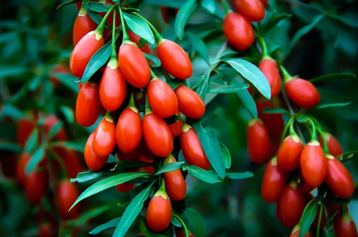 Gojiberry Fidanı