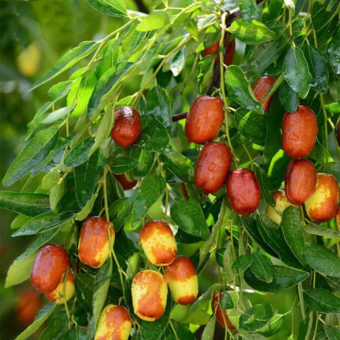 Hünnap Fidanı