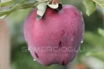 Jeromine Elma Fidanı