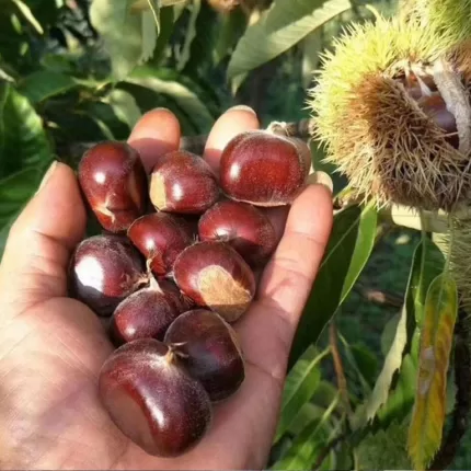 kestane fidanı
