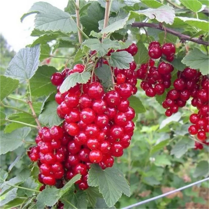 Kızılcık Üzüm Fidanı