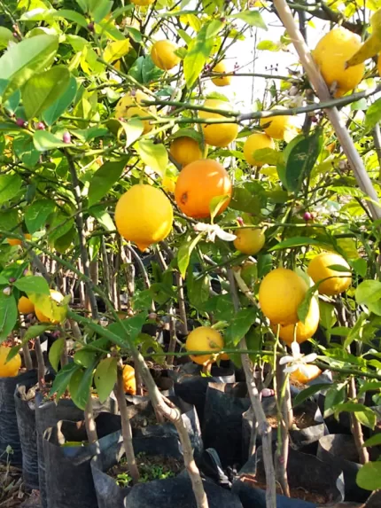 Limon Fidanı