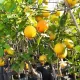 Limon Fidanı