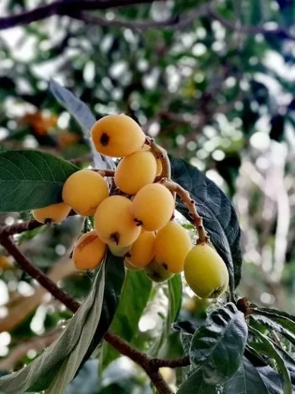 Malta Eriği Fidanı