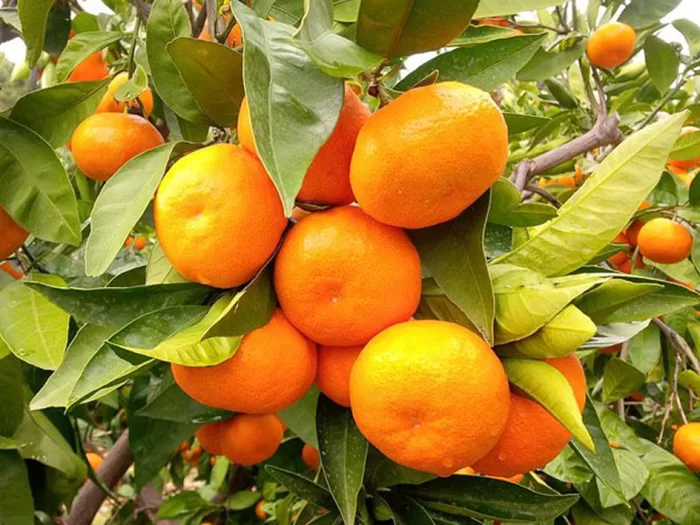 Mandalina Fidanı