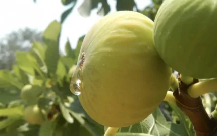 sarı lop incir fidanı