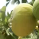 sarı lop incir fidanı