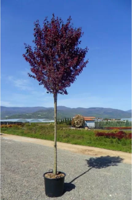 Süs Eriği Fidanı