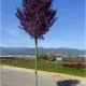 Süs Eriği Fidanı