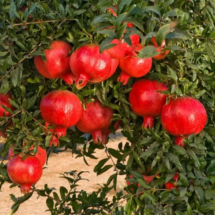 wonderful nar fidanı