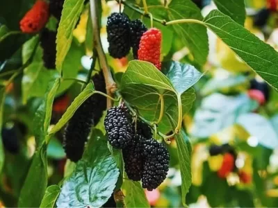 fidanlarda gübreleme nedir