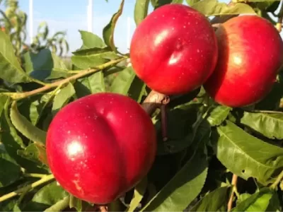 en verimli meyve fidanları hangileri