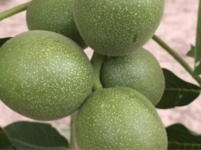fidan aşısı nedir