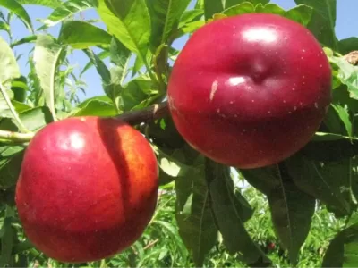 nektarin fidanı bakımı nasıl yapılır
