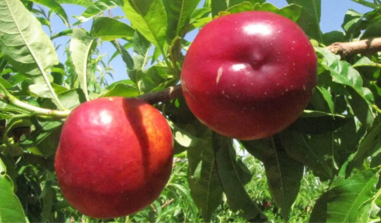 nektarin fidanı bakımı nasıl yapılır