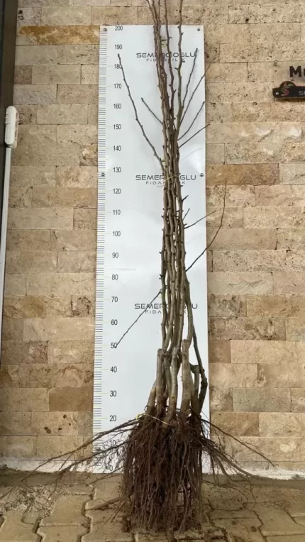 Abbe Fetel Armut Fidanı