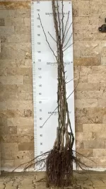 Abbe Fetel Armut Fidanı