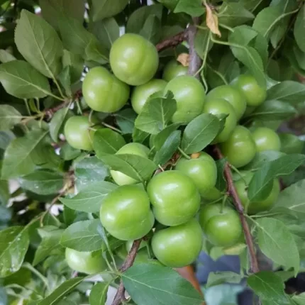 Ağustos Papazı Erik Fidanı