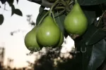 Akça Armut Fidanı