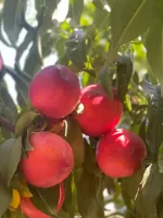Amiga Nektarin Fidanı
