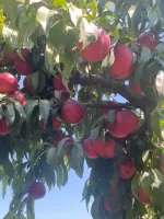 Amiga Nektarin Fidanı