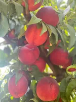 Amiga Nektarin Fidanı
