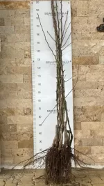 Bahribey Armut Fidanı