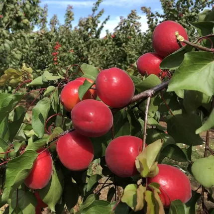Bolero Kayısı Fidanı