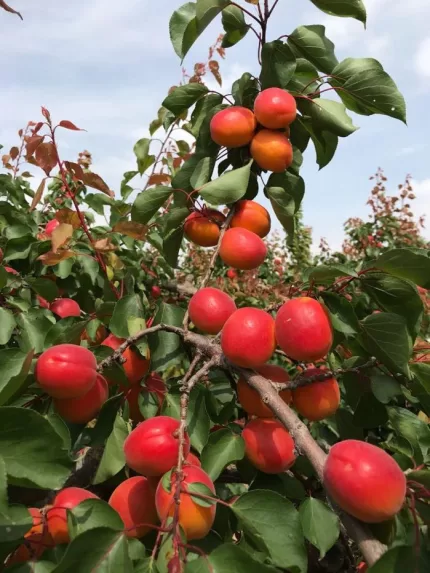 Domino Kayısı Fidanı