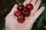 Early Burlat Kiraz Fidanı