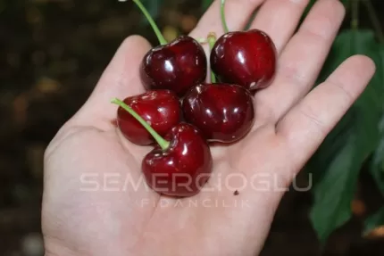 Early Burlat Kiraz Fidanı