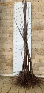 Early Burlat Kiraz Fidanı