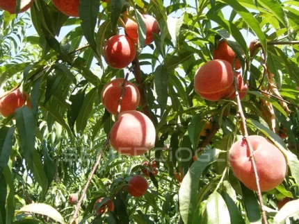 Early May Crest Şeftali Fidanı