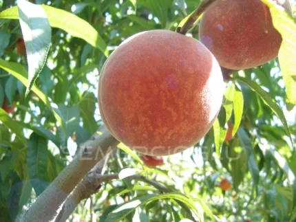 Early May Crest Şeftali Fidanı