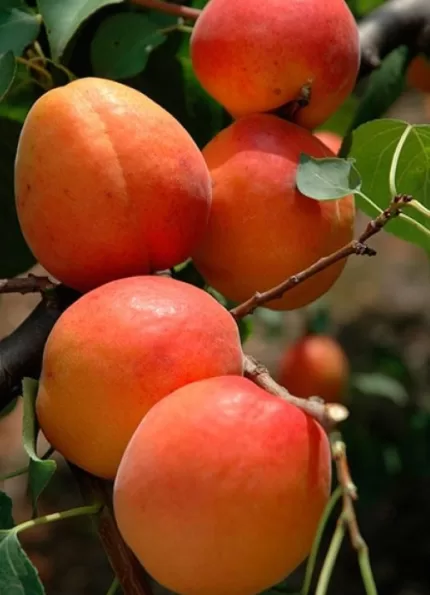 Farbaly Kayısı Fidanı