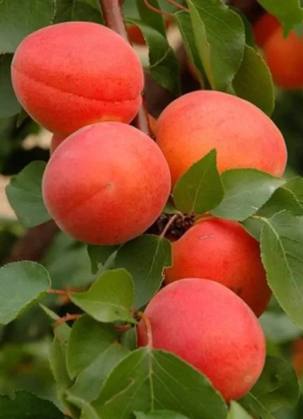 Farlis Kayısı Fidanı