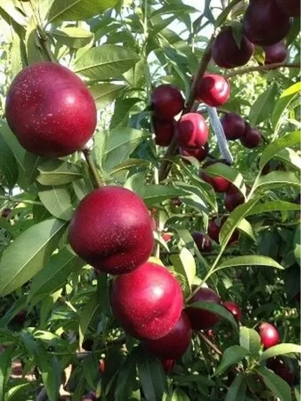 Garofa Nektarin Fidanı