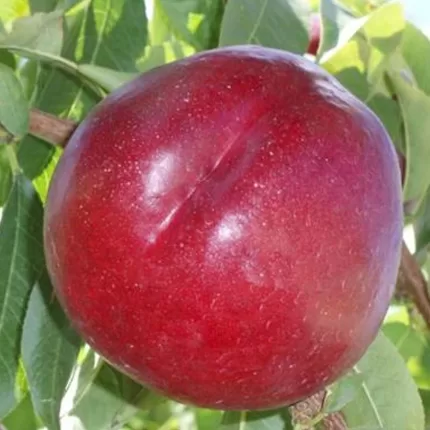 Gartairo Nektarin Fidanı